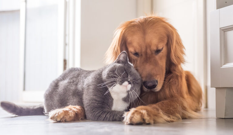 atendimento veterinário gratuito